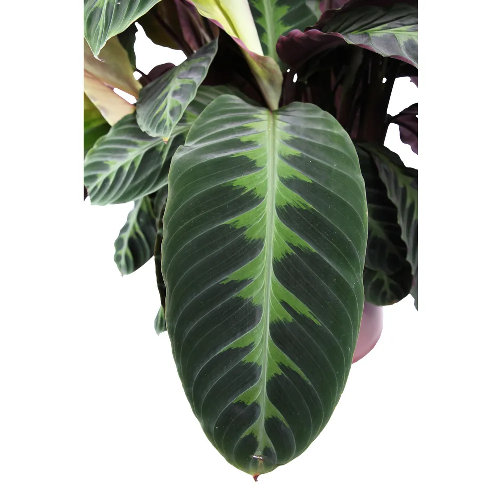 Calathea warscewiczii - Pot D 27cm