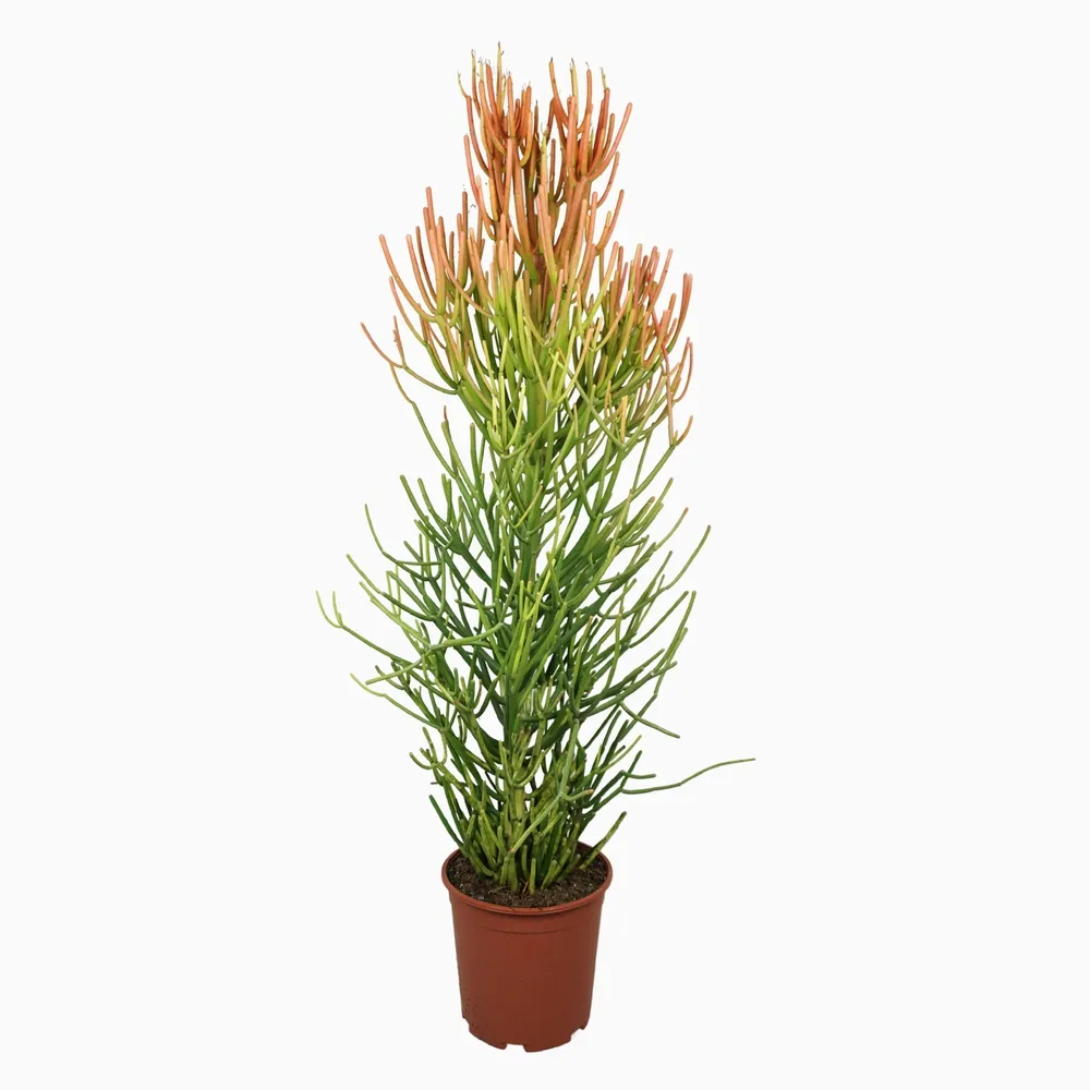 Euphorbia tirucalli - pot D21cm