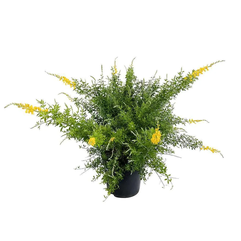 Genista racemosa : pot 7.5L