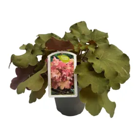 Heuchera caramel pot 15 cm