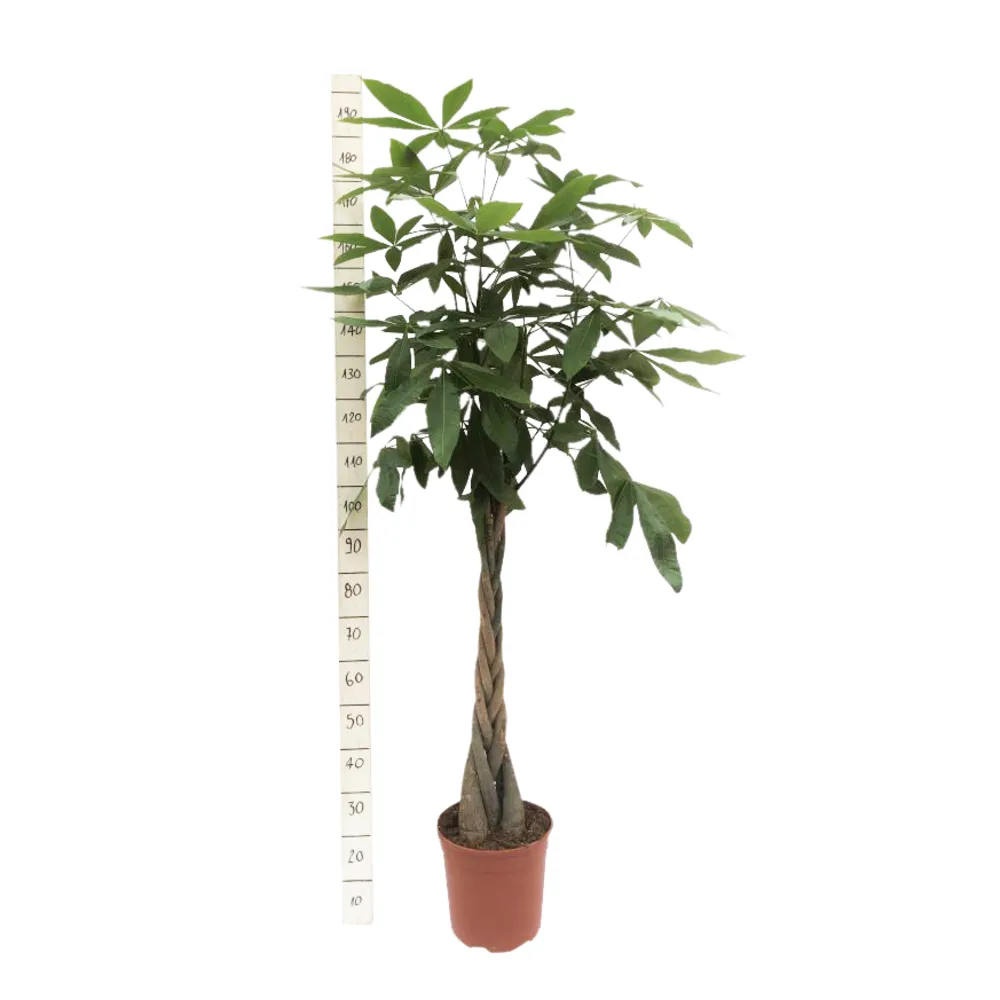 Pachira - Pot D27cm