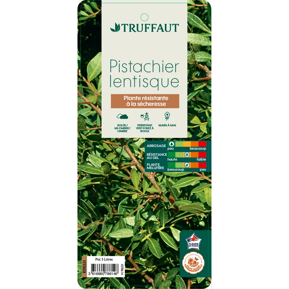 Pistacia lentiscus: pot de 3L