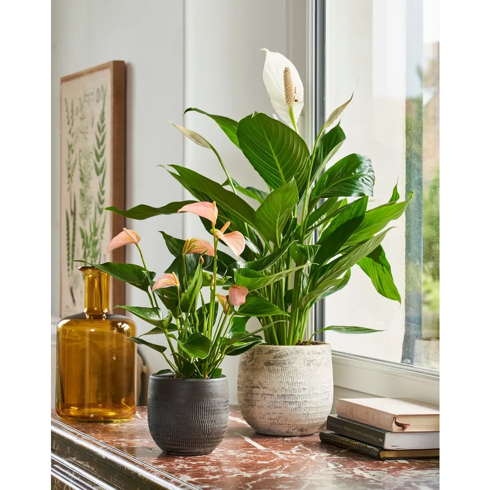 Spathiphyllum : Pot Ø 17cm