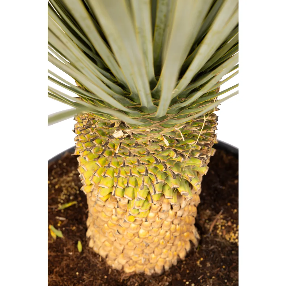 Yucca rostrata: pot 70L